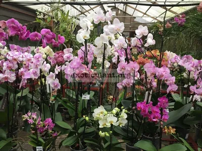 Орхидея фаленопсис Чудо природы d12 см h70 см купить недорого в  интернет-магазине товаров для сада Бауцентр