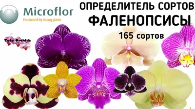 Орхидея ФАЛЕНОПСИС | ОПРЕДЕЛИТЕЛЬ СОРТА | Orchid Phalaenopsis. Qualifier of  a grade. орхидеи orchids - YouTube