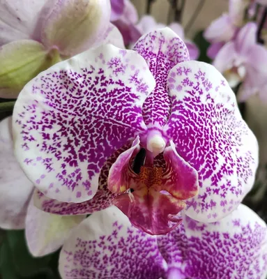 Орхидея фаленопсис дебора купить с доставкой
