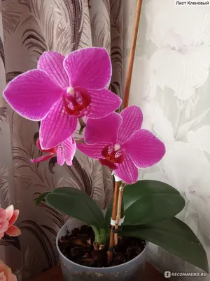 Орхидея Фаленопсис Антверп (Antwerpen) \"Luxe\"-1 | доставка по Москве и  области