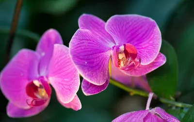 Орхидея Phalaenopsis Ferrara (отцвел)