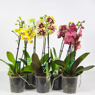 Орхидея Фаленопсис Вайлд Кэт ⌀12 55 см купить в Москве с доставкой |  Магазин растений Bloom Story (Блум Стори)