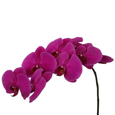 Орхидея Фаленопсис каскад d12 см h45-55 см купить недорого в  интернет-магазине товаров для сада Бауцентр