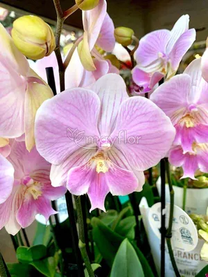 Цветы по пятницам. Орхидея фаленопсис