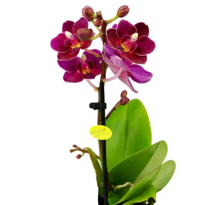 Орхидея фаленопсис огромный Биг лип - «Супер цветок» | отзывы