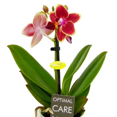 Желтая орхидея: описание, сорта, преимущества | Цветница | Дзен