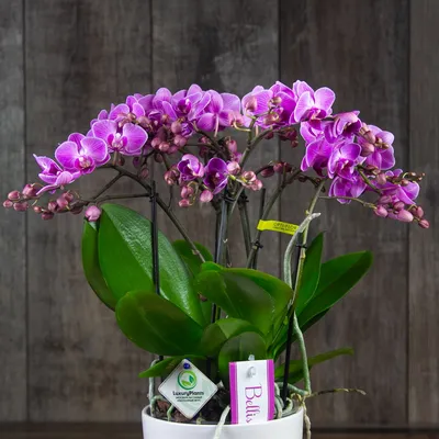 Орхидея Фаленопсис фуксия ветка - заказать и купить цветы с доставкой |  Donpion
