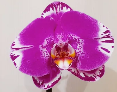 Орхидея Фаленопсис 2 рр Биг лип пинк 12/50: купить оптом в Москве