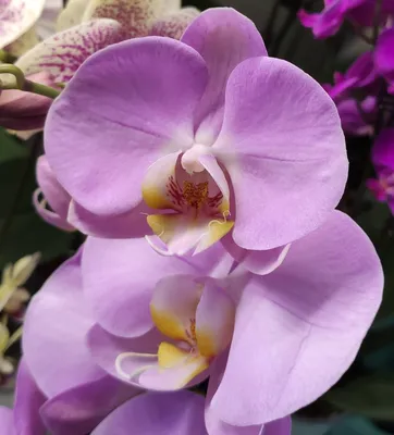 Купить Орхидея фаленопсис мини Fire Fly. Орхидея Фаленопсис, большой выбор,  разные сорта!
