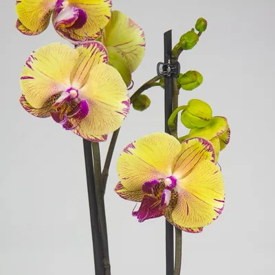 Орхидея (фаленопсис) МОНАКО шикарный сорт на 2-3-4 цветоноса Цветы  бронзовые , воск По 2 растения в горшке (ID#1318221026), цена: 380 ₴,  купить на Prom.ua