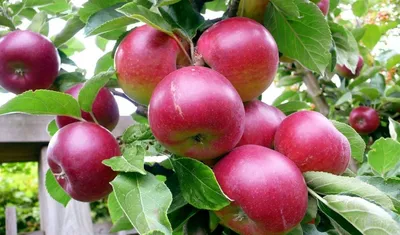 Поздние сорта яблок: яблоки поздних сортов созревания - Agro-Market24