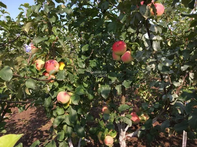 Отличные, осенние сорта яблонь, которые рекомендую посадить в саду. Заверяю  вас, не пожалеете | Елена Белодед | Дзен