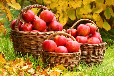 Осенние сорта яблонь - питомник SlavUsadba.ru