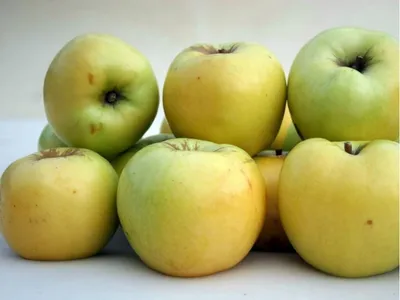 Какие сорта яблок подходят для нашего климата