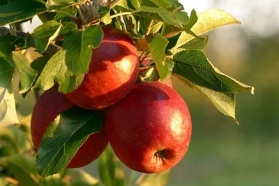 Яблоки осеннего и зимнего срока созревания на любой вкус: лучшая подборка  самых лежких сортов | Дачные истории | Дзен