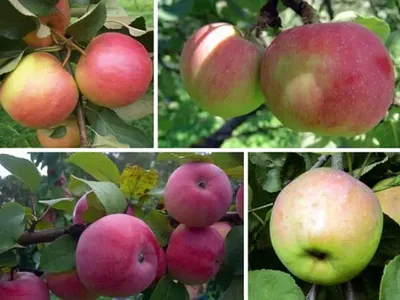 5 самых популярных сортов яблонь - Экспресс газета