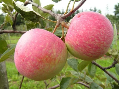 Посадка яблонь осенью: сорта с описанием, благоприятные по лунному  календарю дни в октябре 2023 года