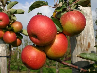 www.divosad.com.ua - Каталог - Сорта яблони с высокой устойчивостью к парше
