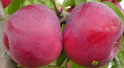 В Россельхозцентре назвали сорта яблонь, подходящих для Владимирской области
