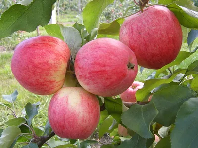 Лучшие сорта осенних яблок: вкусные, урожайные, устойчивые к болезням |  Чудогрядка.рф | Дзен