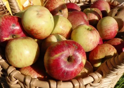 Всеми любимые сорта яблок, которые исчезают из наших садов | В саду  (Огород.ru)