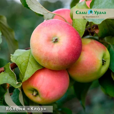 Саженцы яблони купить почтой, лучшая цена в питомнике «Агросемфонд»