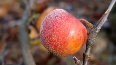 Какие сорта яблонь и груш посадить? Обзор сортов
