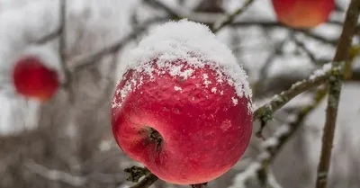 Топ—7 самых сладких сортов яблонь для Урала и Сибири