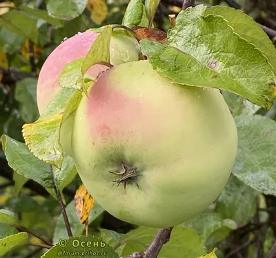 Топ-9 самых вкусных яблок зимних сортов (с фото) | В саду (Огород.ru)