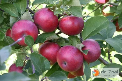 Яблоня Мартовское - описание сорта и фото яблок