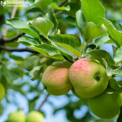 Яблони осенних сортов, описание, плодоношение в питомнике растений Сад. -  YouTube