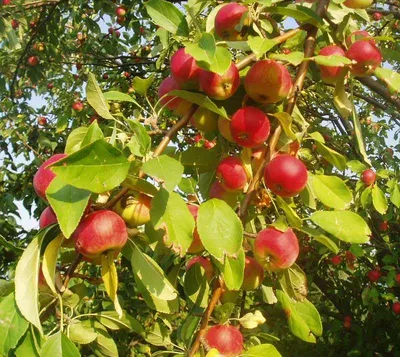 Осенние сорта яблок с названием, описанием и фото