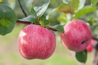 Яблоня Тиина - описание сорта и фото яблок