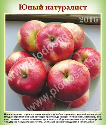 Яблоня Алеся - саженцы яблонь купить в Москве, доставка почтой по России,  недорого в интернет-магазине