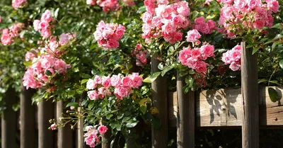 5 лучших сортов плетистых роз для Сибири | В цветнике (Огород.ru)