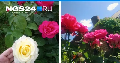 Как посадить розу, как обрезать розы, лучшие сорта роз с фото и названиями,  как посадить розу из букета, как вырастить розу из букета - 8 мая 2022 -  НГС24