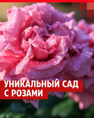 САМЫЕ ШИПАСТЫЕ РОЗЫ! - YouTube