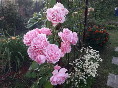 Надежные сорта роз для Сибири. Розы группы флорибунда | Розовый сибирский  сад | Дзен