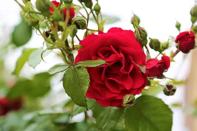 Лучшие сорта плетистых роз для Сибири. Часть 2: клаймберы