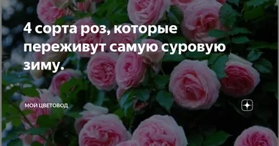 Какие розы самые неприхотливые и зимостойкие: 18 лучших сортов | ivd.ru