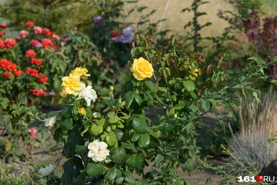 Роза чайно-гибридная «Терракота»