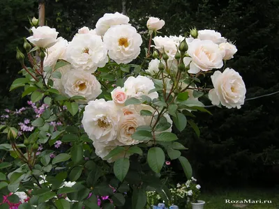 Надежные сорта роз для Сибири. Плетистые розы | Розовый сибирский сад | Дзен