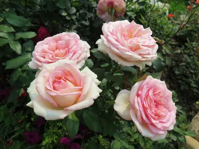 4 сорта роз, которые переживут самую суровую зиму. | Розы, Куст, Зима