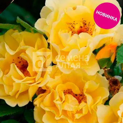 Жительница Тюмени выращивает в условиях Сибири 150 сортов роз, 40 сортов  пионов и разнообразные пряные травы - KP.RU
