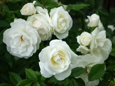 Выбираем розы для нашего климата + музыка Розы — южные растения,... |  Интересный контент в группе ЕЕ ВЕЛИЧЕСТВО- РОЗА.