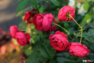 Выращивание роз в условиях СИБИРИ И УРАЛА