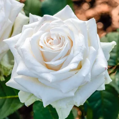 Цветение коллекции роз | Центральный ботанический сад