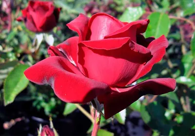Розы в саду: схемы посадки, правила ухода, ошибки при выращивании |  Компания «Большая земля»