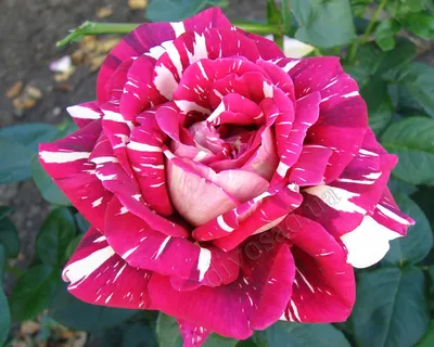 Саженцы чайно-гибридных роз Сорта: Мефона, Таро Маруся. Обильно цветущие  срезочный сорт. Бутон классической формы с высоким бокалом. Очень… |  Instagram