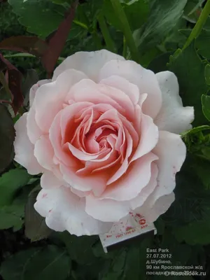 Как выбрать розу для посадки в магазине и на рынке: как выбрать саженец розы  для посадки, чтобы он прижился и цвел на участке | Houzz Россия